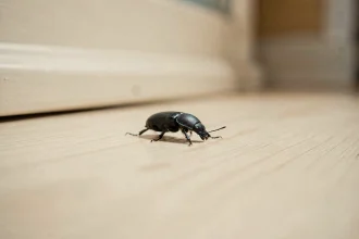 Petite bestiole noire vue en gros plan sur un plancher en bois d'une cuisine, insecte domestique minuscule photographié en macro réaliste